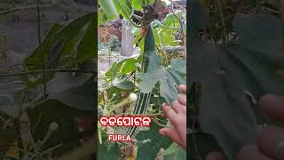 FURLABADAPOTALA Furla badapotal ବଡପୋଟଳ gardenmusic [upl. by Anailuj]