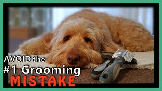 GOLDENDOODLE GROOMING BrushampComb  Avoid the 1 MISTAKE [upl. by Heinrich478]