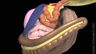 Enteritis proximal [upl. by Cesya]