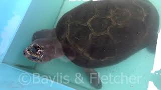 Malayan Giant Terrapin Malaysia 20191112125627m2ts [upl. by Millan]