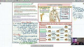 svtimmunologie les organes lymphatiques et leur role [upl. by Ferrand526]