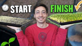 How To Grow Microgreens From Start To Finish COMPLETE PROCESS [upl. by Altman]