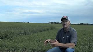 RoundUp Ready Alfalfa vs Conventional with Jeff [upl. by Loriner244]