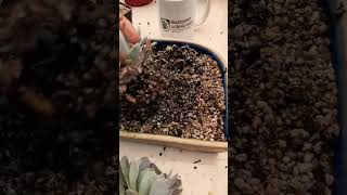 Needs Repotting Succulent plant succulents plants cactus propagation homegarden tips care [upl. by Halland]