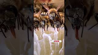 Bees collecting nectar to make honey in their hives bees honeybees honey [upl. by O'Rourke]