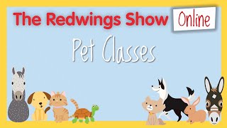 The Redwings Show Online  Pet Class results [upl. by Eseerahs919]