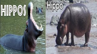 animal planet hindi documentary  discovery channel in hindi  wild animals documentary  hippo [upl. by Magan]