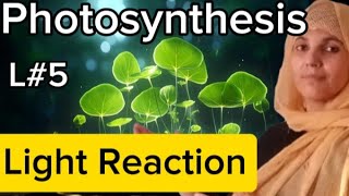 Plant physiologyL5photosynthesisLight ReactionZ scheme cyclic and non cyclic reaction [upl. by Hanson]