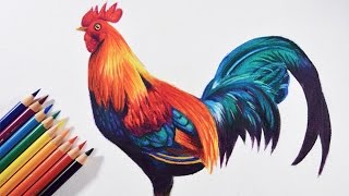 How to draw a colorful bird Rooster  Faber castell polychromos pencils [upl. by Naasar386]