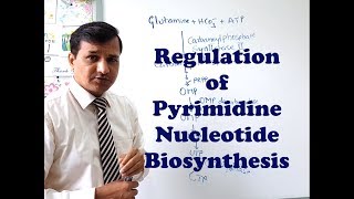 Pyrimidine Synthesis Regulation [upl. by Alieka]