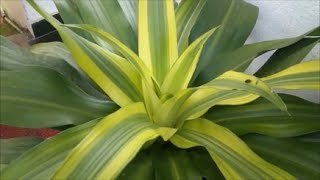 Dracaena Fragrans  Cornstalk Dracaena [upl. by Hedy]