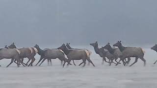 Running Elk near Cusick [upl. by Nagud]