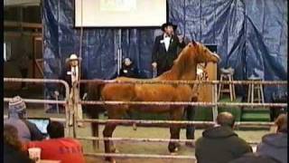 Polish Arabian Stallion  Horse Auction Meadow Wood Farms Snohomish WA  Miska 2002  3202011 [upl. by Regdor]