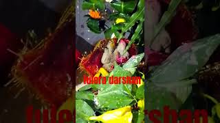 phulera ka darshan happy teej viral short  pradeepmishrasehorewale vlog upay [upl. by Herwig684]