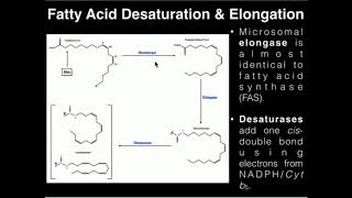 Fatty Acid Biosynthesis 34  Desaturation amp Elongation [upl. by Haim]