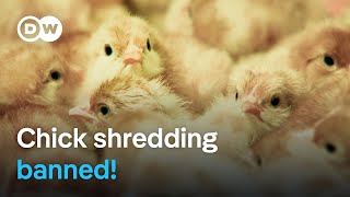 What are the consequences of Germanys ban on chick killing  DW Documentary [upl. by Boleslaw]