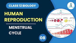 Menstrual Cycle  Human Reproduction  Class 12 Biology  Dhimans Biology  NEET [upl. by Einuj]