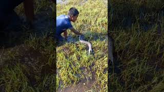 Big Monster Catfish Catching By Hand shorts fish bigfish [upl. by Ikkir150]