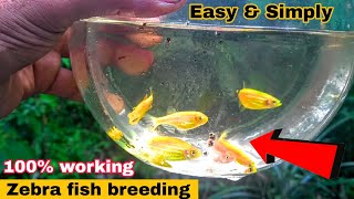 Zebrafish Breeding  Tamil  Aathi Aqua Vlog [upl. by Nnaylloh427]