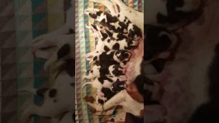 Treeing Walker Coonhound puppies 5 days old [upl. by Niarfe]