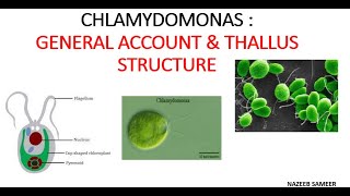 Chlamydomonas Gen Acc Thallus structure BY NAZEEB SAMEER [upl. by Akirdnahs125]