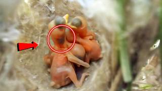 Delicate Beauty The Adorable Zitting Cisticola bird Babies Unveiled birdswithme107 [upl. by Anuahs]