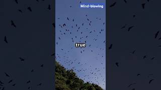 Bats🦇 The Only Flying🦸 Mammals subscribe Amazing🥳 facts with Mindblowing🤯 animals facts [upl. by Ahsekat]