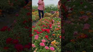 Pollination portulaca flower farm bonsaigarden nature gardening gardenflower portulacaflower [upl. by Alyad335]