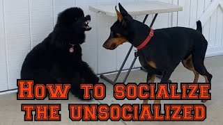 Learn how to socialize quickly but safely [upl. by Jankey]