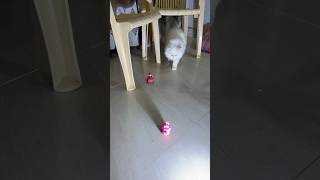 My cat’s ever fvrt toy 👀🦋 cat catslover [upl. by Inalaehak499]