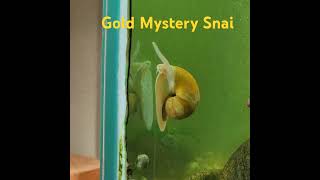 Gold mystery snail [upl. by Yalhsa232]