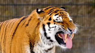 tiger growl videotiger roar hd videothe tiger hunting video wild tiger roaring video [upl. by Atram]