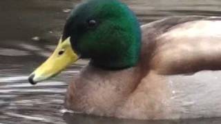 Mallard Duck  HD MiniDocumentary [upl. by Thevenot]