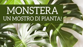 Monstera deliciosa un mostro di pianta [upl. by Floris]