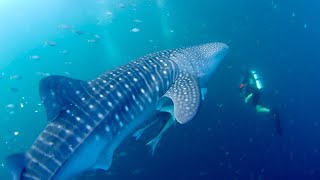 Ep2 2024 August White Manta LOB Live onboard Scuba Diving Trip Day 3 to 4 Borneo Indonesia [upl. by Learsi]