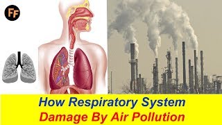 How Respiratory System Damage Air Pollution Effects on Our Health  Asthma Causes by Air Pollution [upl. by Silvestro]