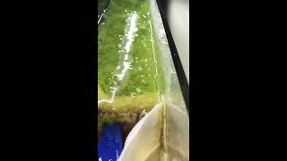 CPR AquaFuge 2 Hang on Back Refugium with Protein Skimmer Update [upl. by Hnao]