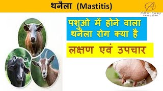 थनैला रोग का घरेलू उपचार  Thanaila rog upchar  Mastitis Treatment in Home  पशु रोग [upl. by Ecinej]