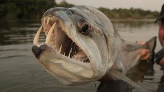 Facts The Payara Vampire Fish [upl. by Howenstein]