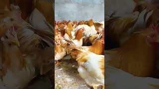 New breed of super productive chicken both beautiful and valuable chicken poultry farming [upl. by Swihart]