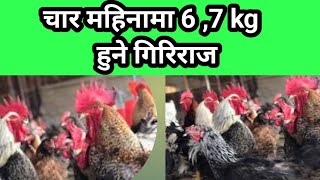 गिरिराज चल्ला सम्बन्धी सम्पूर्ण जानकारीgiruraj chicken farming nepal kathmandu chandragiri [upl. by Dobb]