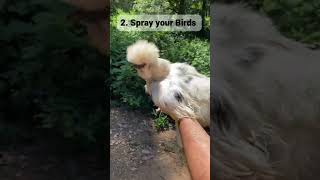 5 Simple Steps to Treat Poultry Mites in Chickens [upl. by Noeruat]