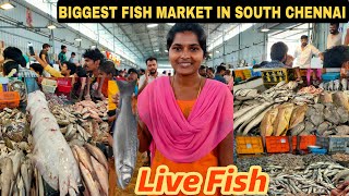 South Chennais Biggest Fish Market  Cheapest Fish Market  Medavakkam [upl. by Garwood]