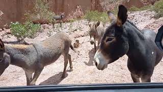 meeting some donkey in Tilcara Jujuy enero 2022 🦙🌵 [upl. by Norby]