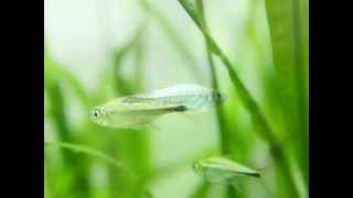 3水草水槽におすすめの熱帯魚のスライドショーAquascape  The tropical fish recommended for water plant tank [upl. by Sinnelg]