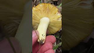 Russula aurea Identifica este excelente comestible [upl. by Dara328]