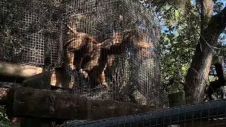 Howler Monkeys Howling Up a Storm at Brevard Zoo [upl. by Aseyt]