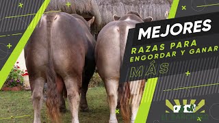 MEJORES RAZAS PARA ENGORDAR [upl. by Dennet]