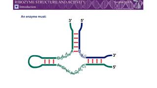 Animation Ribozyme Structure and Activity Molecular Biology of the Gene SD LIFE SCIENCE [upl. by Frankhouse237]