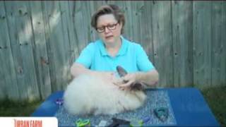 How To Harvest Angora Rabbit Fiber  UrbanFarmOnlinecom [upl. by Joashus38]